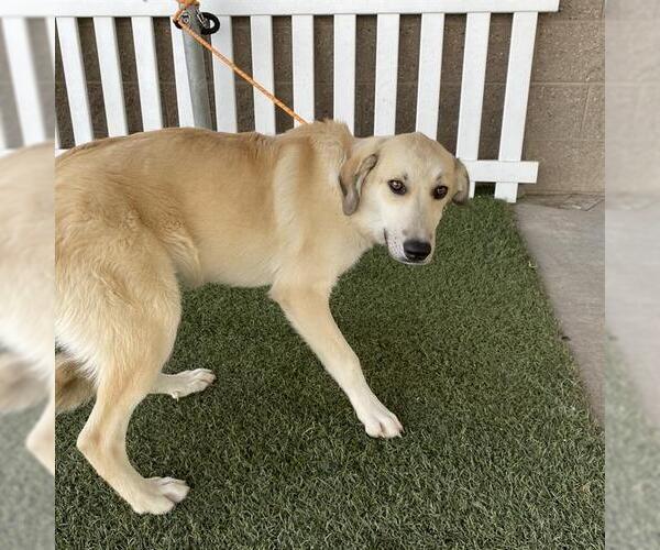 Medium Photo #1 Great Pyrenees Puppy For Sale in Modesto, CA, USA