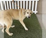 A615092 - Female Great Pyrenees Dog for Adoption - Small photo
