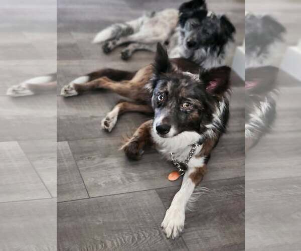 Medium Photo #2 Australian Shepherd Puppy For Sale in Paso Robles, CA, USA