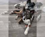 Small #1 Australian Shepherd