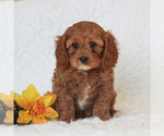 Small Photo #3 Cavapoo Puppy For Sale in NARVON, PA, USA