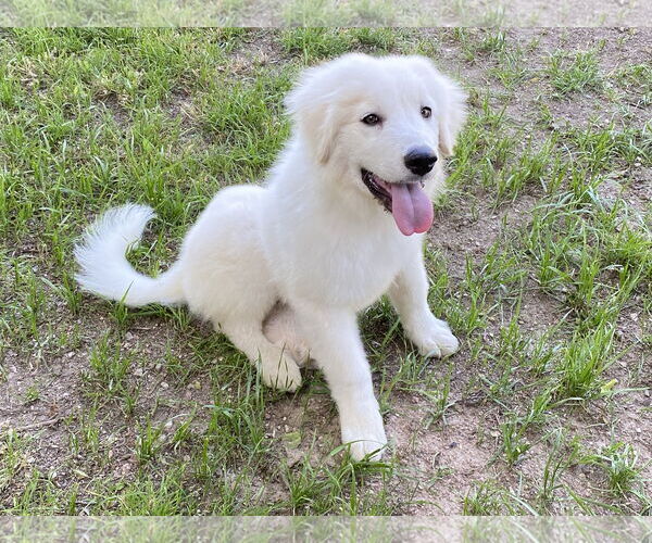 Medium Photo #6 Great Pyrenees Puppy For Sale in Spring, TX, USA