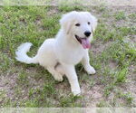 Small #5 Great Pyrenees