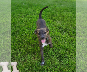 Labrador Retriever-Unknown Mix Dogs for adoption in Holly Springs, NC, USA