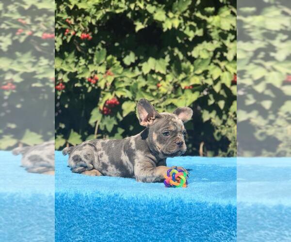 Medium Photo #2 French Bulldog Puppy For Sale in HOUSTON, TX, USA