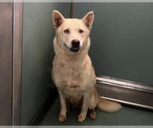 Siberian Husky-Unknown Mix Dogs for adoption in Moreno Valley, CA, USA