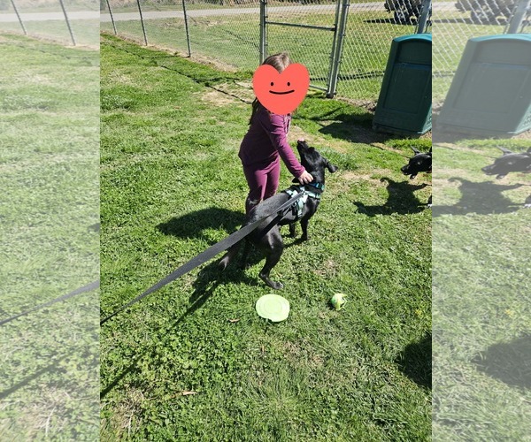 Medium Photo #5 Mutt Puppy For Sale in Westwood, NJ, USA