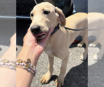 Small #10 Labrador Retriever Mix