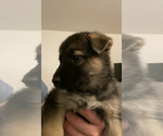 Small Photo #20 German Shepherd Dog-Siberian Husky Mix Puppy For Sale in LOS GATOS, CA, USA
