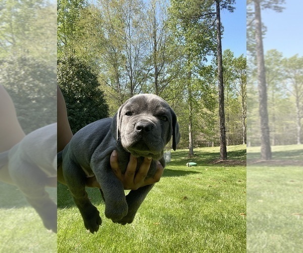 Medium Photo #2 Cane Corso Puppy For Sale in SANDSTON, VA, USA