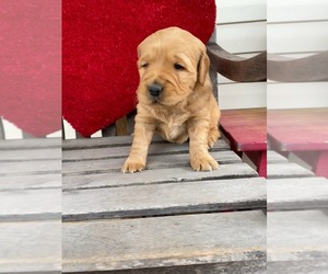 Golden Retriever Dog for Adoption in CHELSEA, Oklahoma USA
