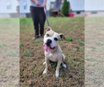Small #1 Mutt