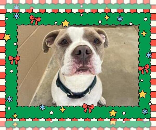 Medium Photo #2 American Pit Bull Terrier Puppy For Sale in Ojai, CA, USA