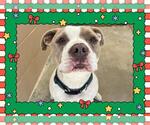 Small #1 American Pit Bull Terrier