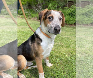 Australian Shepherd-Unknown Mix Dogs for adoption in Low Moor, VA, USA