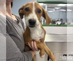 Mutt Dogs for adoption in Washington, DC, USA