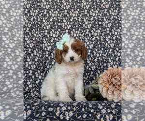 Cavapoo Puppy for sale in OXFORD, PA, USA