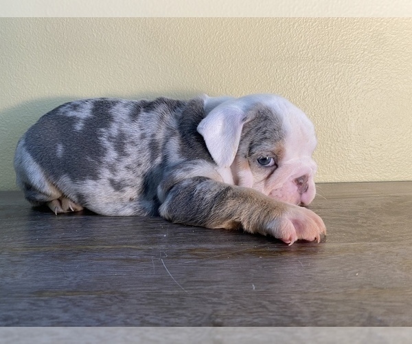 Medium Photo #2 English Bulldog Puppy For Sale in SANTA CLARITA, CA, USA