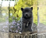 Puppy Pepper Pomsky