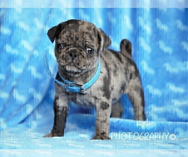 Medium Photo #7 Jug-Pug Mix Puppy For Sale in LIBERTY, KY, USA