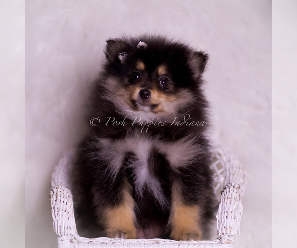 Medium Photo #1 Pomeranian Puppy For Sale in WARSAW, IN, USA