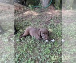 Small #1 Lab-Pointer