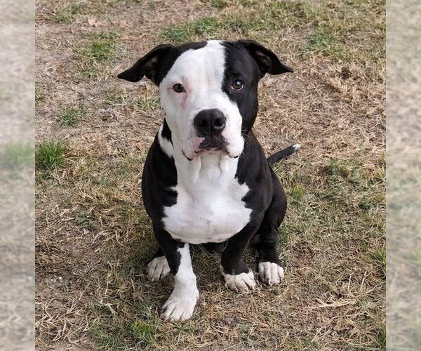 Medium Photo #1 Mutt Puppy For Sale in Riverside, CA, USA