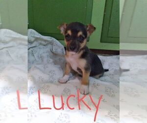 Jack Chi-Jack Russell Terrier Mix Puppy for sale in LOYAL, WI, USA