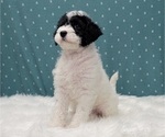 Small Photo #6 Miniature Labradoodle Puppy For Sale in BLAKESBURG, IA, USA