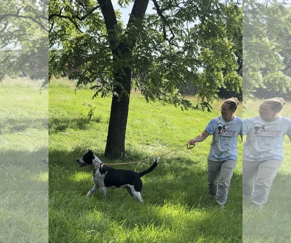 Medium Photo #4 Labrador Retriever-Unknown Mix Puppy For Sale in Green Forest, AR, USA