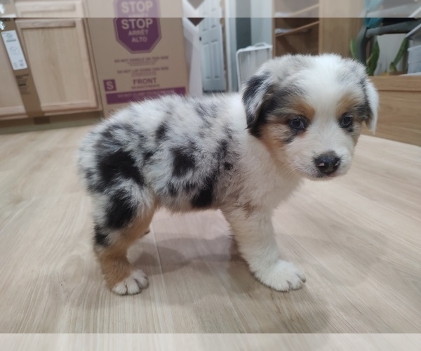 Medium Photo #30 Australian Shepherd Puppy For Sale in TUSCUMBIA, AL, USA