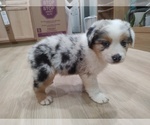 Small Photo #30 Australian Shepherd Puppy For Sale in TUSCUMBIA, AL, USA