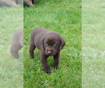 Puppy Merle Labrador Retriever