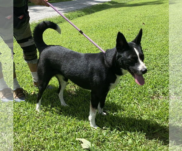 Medium Photo #2 Mutt Puppy For Sale in Sparta, TN, USA