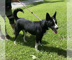 Small #1 Mutt
