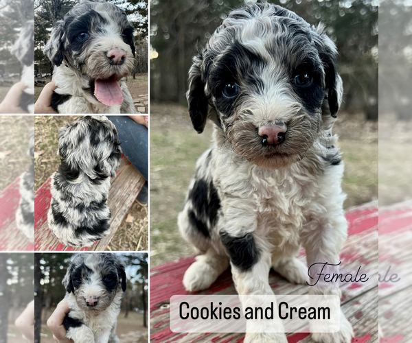 Medium Photo #1 Aussiedoodle Miniature  Puppy For Sale in GUTHRIE, OK, USA