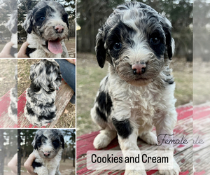 Aussiedoodle Miniature  Dog for Adoption in GUTHRIE, Oklahoma USA