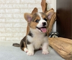 Small #5 Pembroke Welsh Corgi