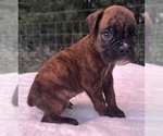 Small #5 Boxer