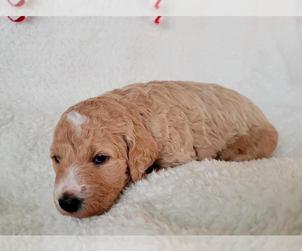 Medium Photo #1 Bernedoodle (Miniature) Puppy For Sale in ELKHART, IA, USA