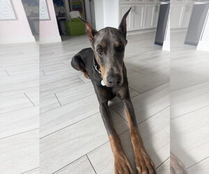 Doberman Pinscher Dogs for adoption in west Palm Beach, FL, USA