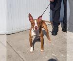 Small American Pit Bull Terrier Mix