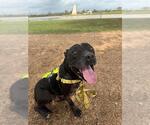 SAMSON - Male Staffordshire Bull Terrier Dog for Adoption - Small photo