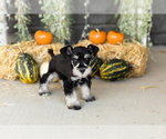 Small #1 Schnauzer (Miniature)
