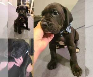 Great Dane Puppy for sale in BENTON, AR, USA