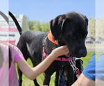 Small #14 American Pit Bull Terrier Mix
