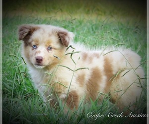 Miniature Australian Shepherd Puppy for sale in SMITHVILLE, AR, USA