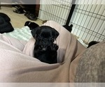 Small Photo #67 Frenchie Pug Puppy For Sale in BLOOMINGTON, IL, USA