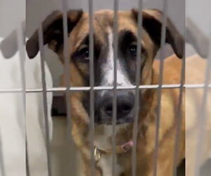 German Shepherd Dog Dogs for adoption in Phoenix, AZ, USA