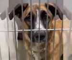 Missy - Female German Shepherd Dog Dog for Adoption - Small photo